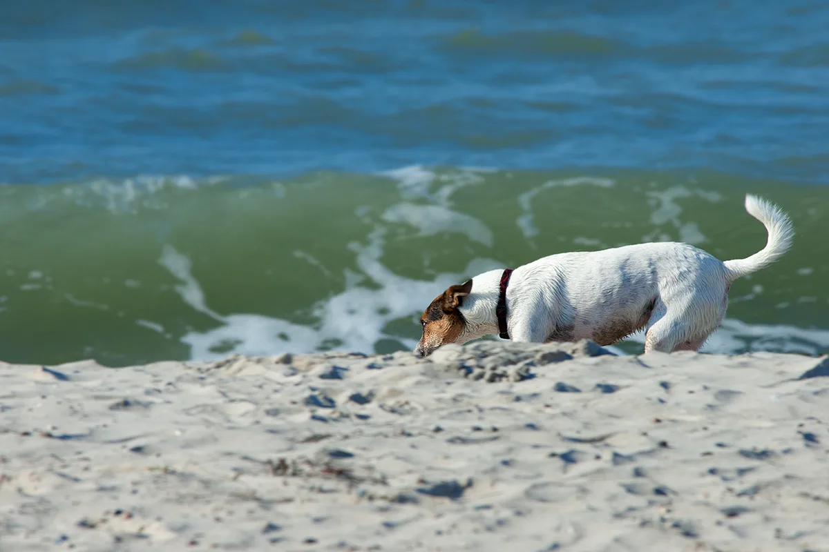 Hundestrand